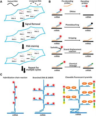 Multiplexed Single-Cell in situ RNA Profiling